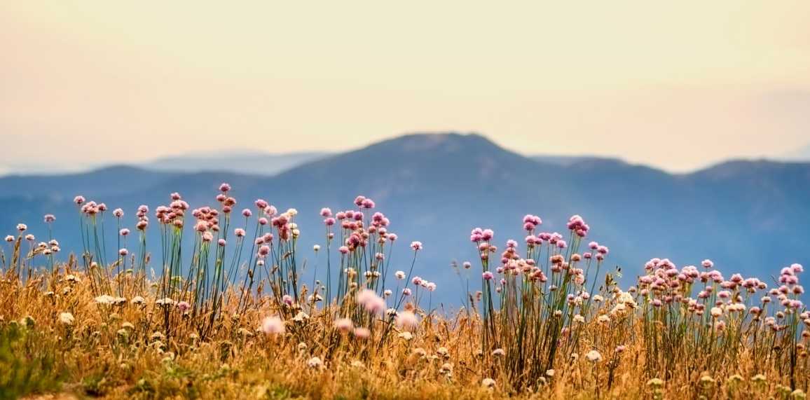 ** PRIER DANS LA VILLE, S'ARRÊTER PRIER ENSEMBLE ** - Page 13 Evan-105-fleurs-champetres-montagne-65aa9b5641bfd474067937