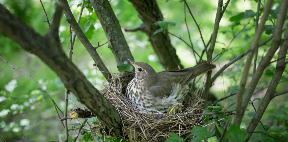 ** PRIER DANS LA VILLE, S'ARRÊTER PRIER ENSEMBLE ** - Page 11 Evan80-animaux-oiseau-nid-65aa8af092764492669213