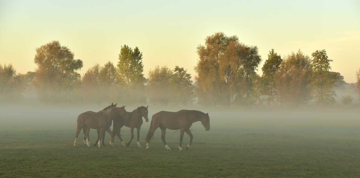 ** PRIER DANS LA VILLE, S'ARRÊTER PRIER ENSEMBLE ** - Page 12 Evan87-animaux-chevaux-brume-65aa90ded1a8d210050895